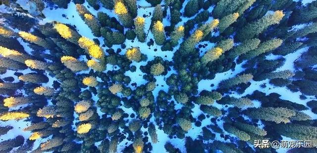 喀拉峻草原雪景美如画，松林深处鸟儿飞舞，这份美好瞬间治愈了我