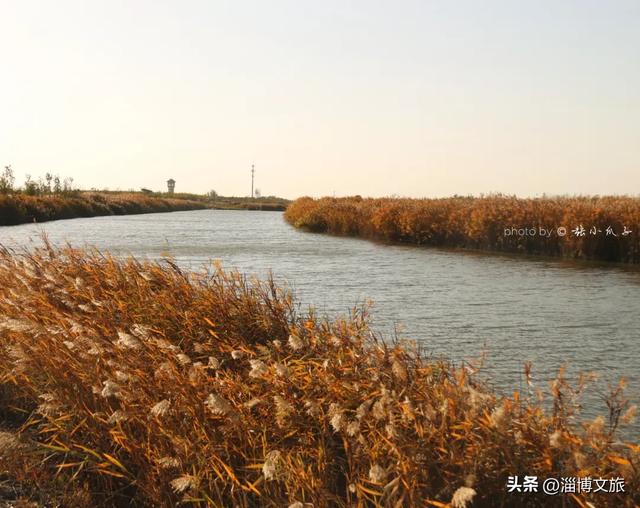 气温骤降8℃,「雪」要来了!在淄博,邂逅一场白色浪漫→