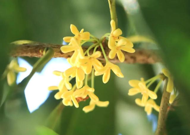 让整个柳江都“上头”的初冬味道，源头在这里