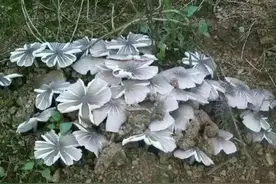 为什么有些人天天捡鸡枞？据说是有秘诀，掌握以下三点，轻松捡！图片