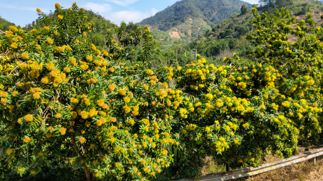 粤来粤好百千万｜龙湾镇：“黄金熊猫”竞相绽放 “美丽经济”点亮文旅新篇