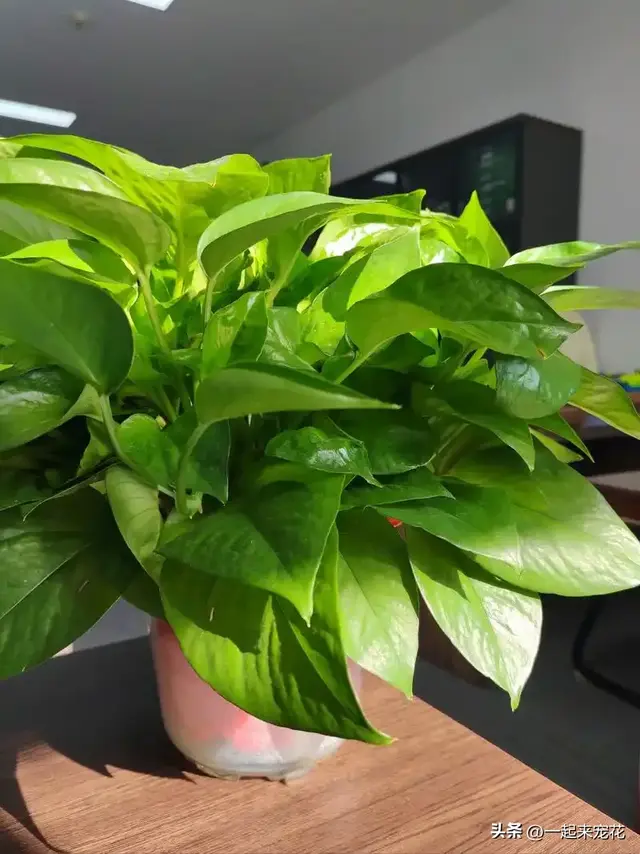 适合阳台种植的6种漂亮花，好养好看上档次，新手也能养爆盆