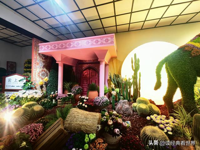 杭州植物园的菊花展——一场关于菊花的饕餮盛宴（二）