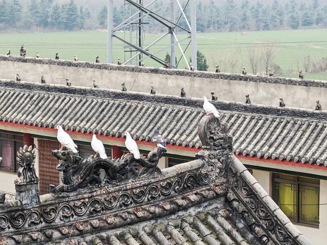 道士的庙，和尚当家：洛阳这座玉皇庙有“五奇”，免票开放！