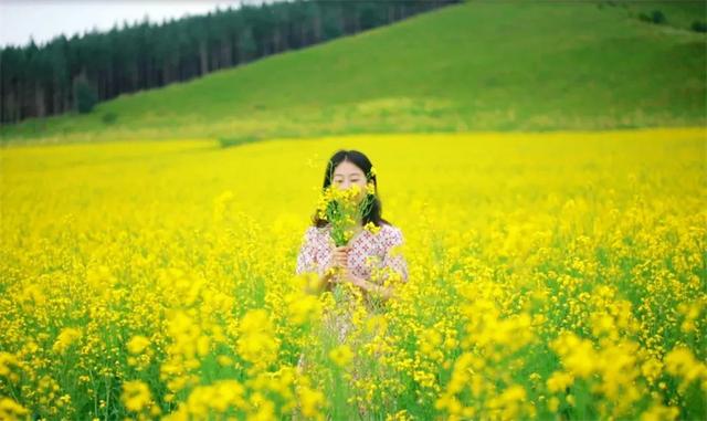 油菜花海“暴击”！阿尔山这片金色海洋，随手拍都是杂志页！