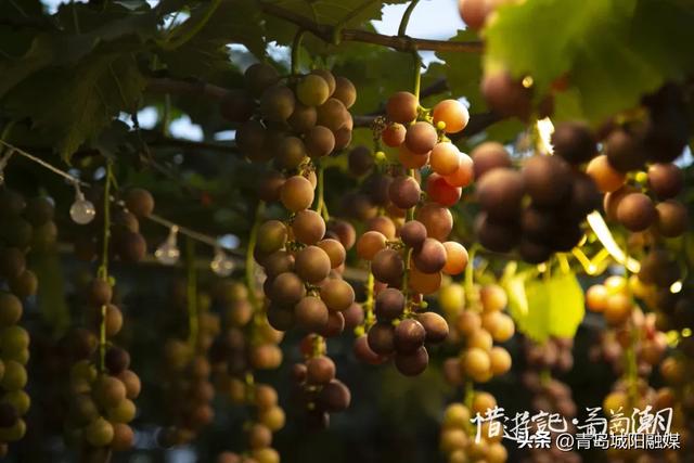 城阳宫家村葡萄季甜蜜来袭,采摘攻略请收好!