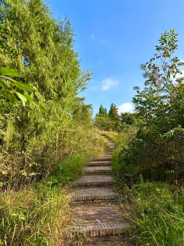 成都0.5h超小众亲子路线，登高望远摘果子，不走寻常路~