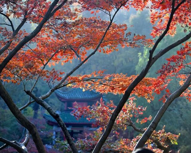 南方冬意，藏在这一亭红枫里