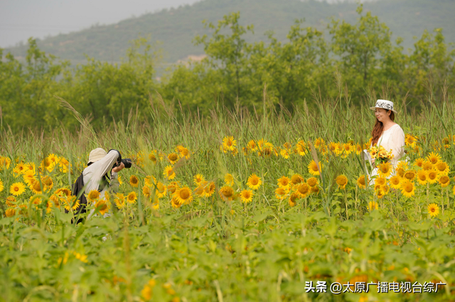 闯入油画世界！万柏林百亩向日葵花海爆红