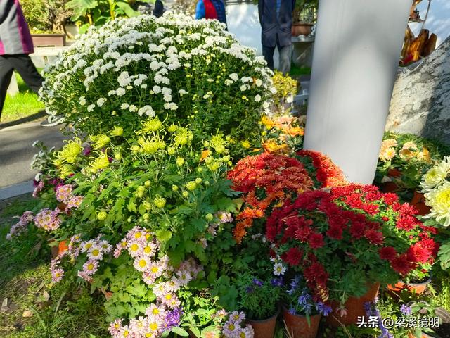 “中山秋韵，菊映盛世”，赏菊南京中山植物园（上）