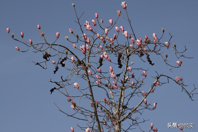 娇艳欲滴清新怡人，上海市花白玉兰竞相绽放美不胜收