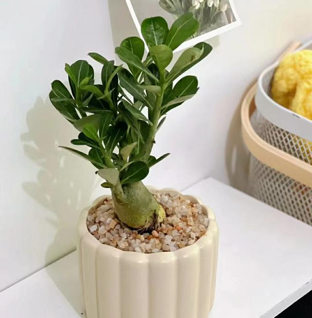 养了20年的沙漠玫瑰，如今被我扔在了大街上，原因有4点