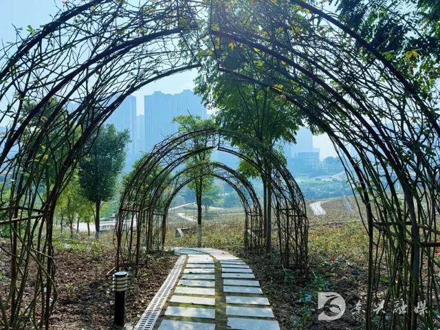 五星湿地藏秋韵，东兴初冬打卡新地标