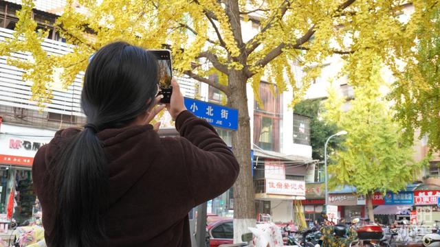 雁城小北街银杏披“金甲” 市民打卡享受冬日浪漫