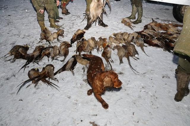绵阳破获9亿野生动物大案：黑暗与光明的生死瞬间