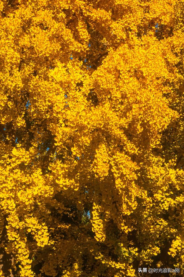 这么近那么美，银杏里的河北最美！