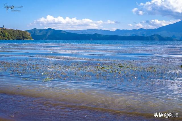 泸沽湖畔也有青青草原，除了牛马羊外，还放养着不少黑猪和白猪