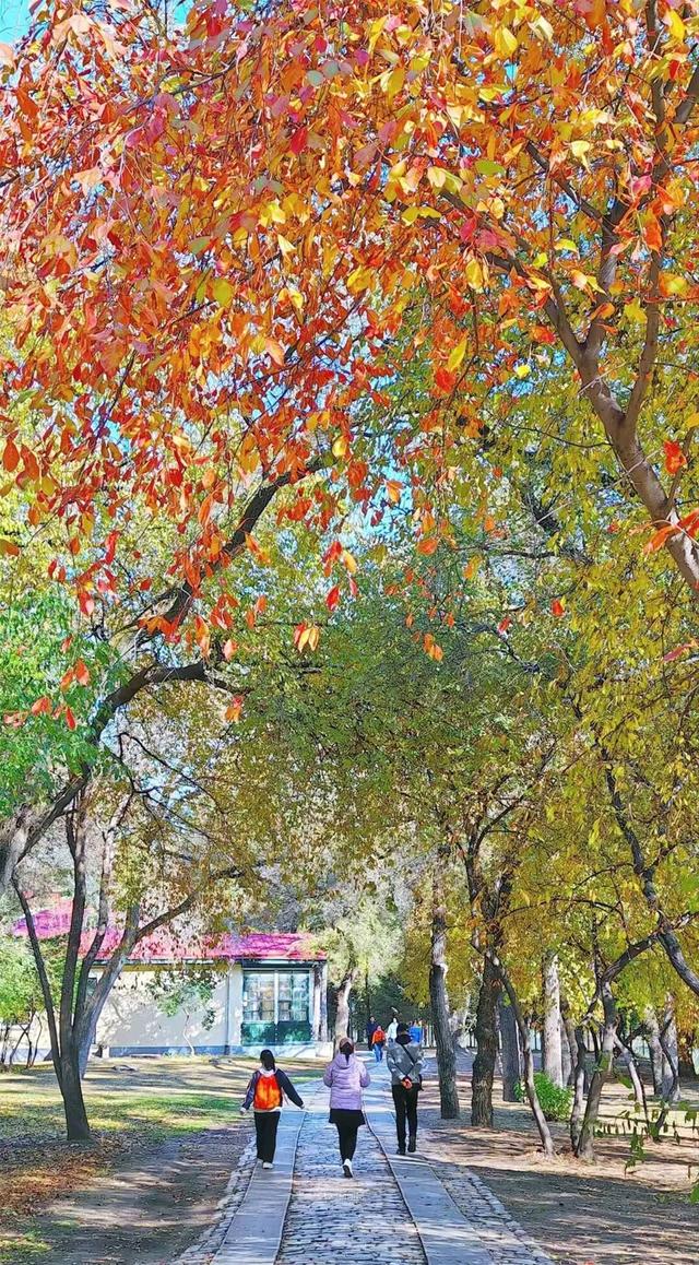 这样的哈尔滨，你见过吗？