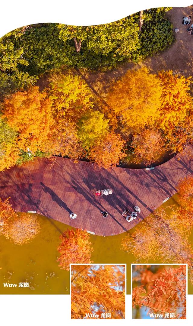 红了！龙岗落羽杉进入最佳观赏期！最全打卡攻略→