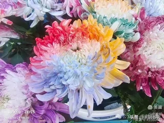 菊绽秋阳里,暗香绕中山|申艳娟