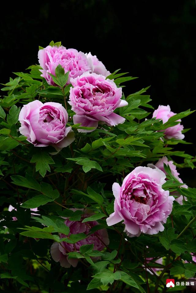 春已至 花正浓 来岱庙 赏牡丹