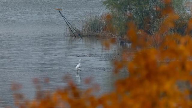 观鸟季来啦！在西安赴一场与候鸟的约会