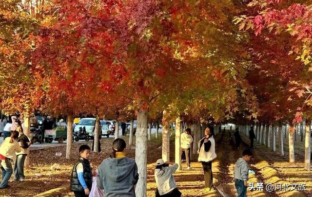 河北肃宁：红枫似火引客来 人文生态共绘秋韵画卷