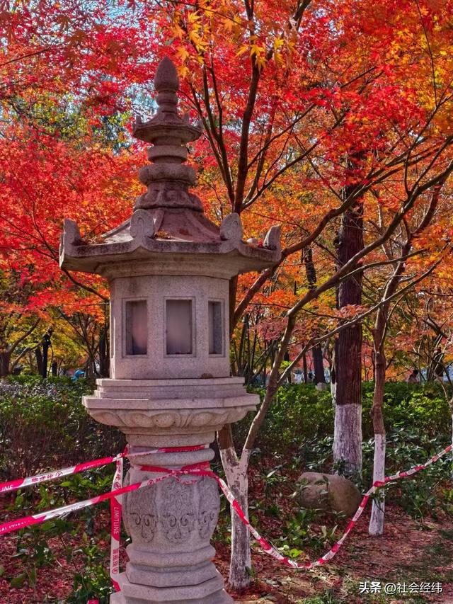 枫染栖霞醉金陵！明秀山红叶铺就秋日限定画卷