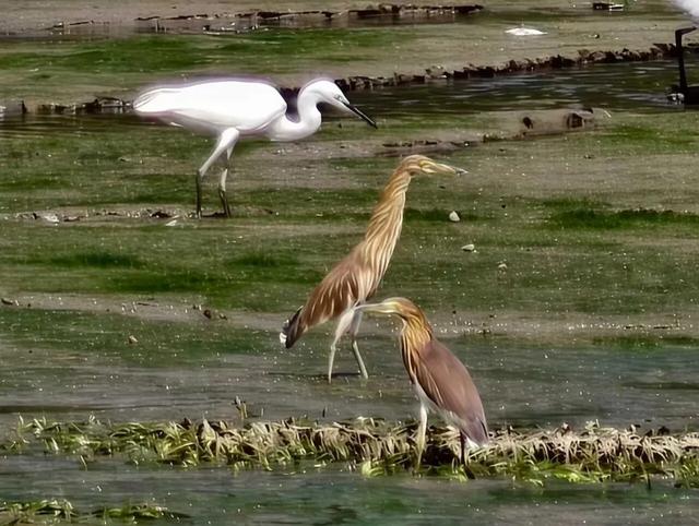 群鹭翩跹绘冬韵 东川湿地公园成候鸟“温暖家园”