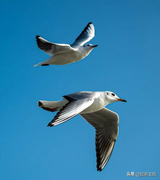 超详细攻略！在昆明官渡，与鸥共舞，六种玩法开启冬日漫游！
