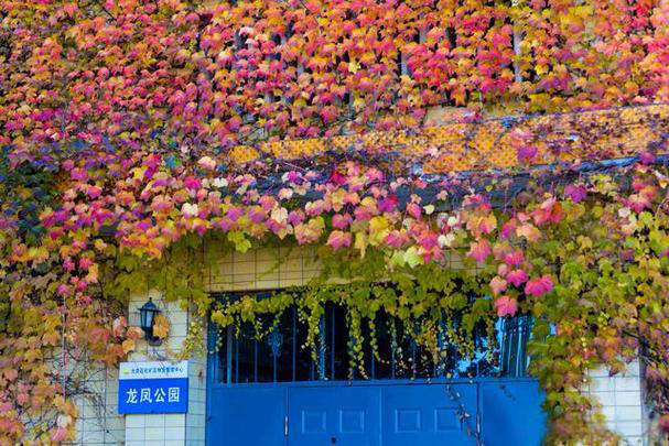 80 年代的东北江南园林，20年后变废墟	，现靠几片叶子“死而复生”