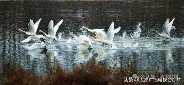 汾河清徐段变美啦，天鹅都赶着来“打卡”