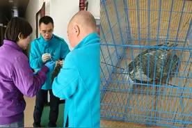 人与自然和谐共处，助力雀鹰重返家园图片