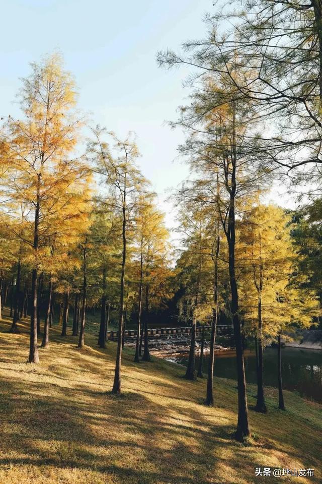 骑遇坪山① | 宝藏“高颜值”骑行线,拍出森系大片刷爆朋友圈