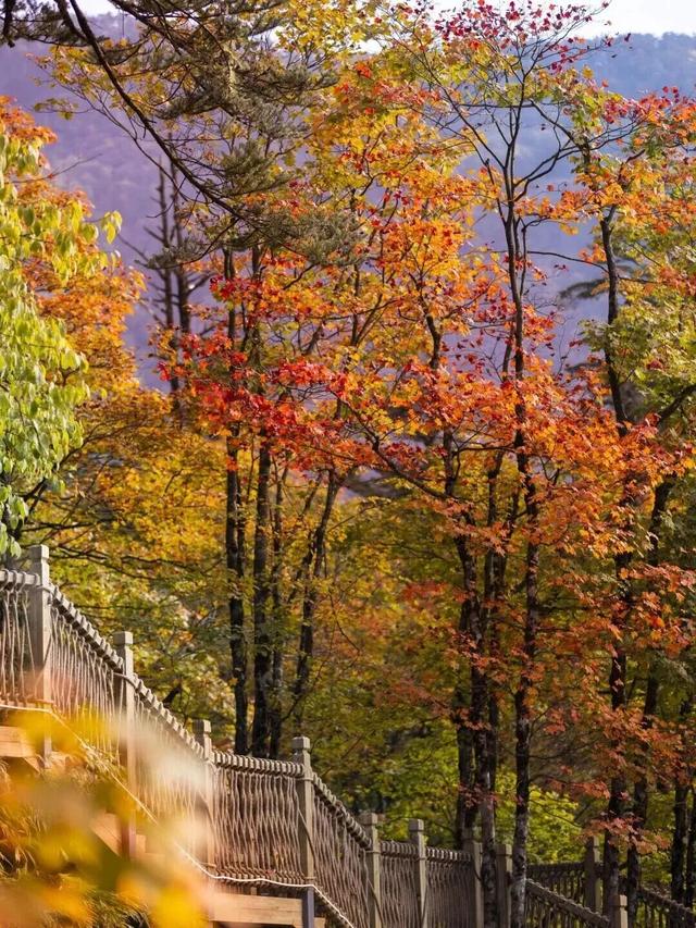 峨眉山这种级别的秋景，我愿称之为饱和度战神