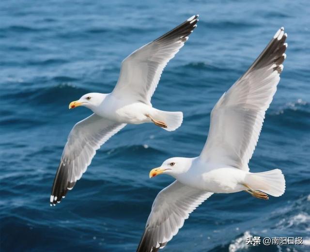 “鸥”耶！现在可以来丹江大观苑看海鸥咯~