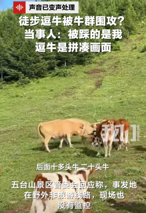 太活该！游客遭牛群踩踏后续，景区还原真相，评论区堪比小品现场