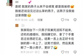 燕子搭窝技术一代不如一代，这一代燕子也是垮掉的一代。图片