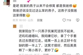 燕子搭窝技术一代不如一代，这一代燕子也是垮掉的一代。图片
