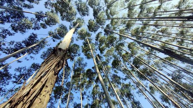 日本和美国早已禁种，那中国为何依然大力种植？背后的原因不简单