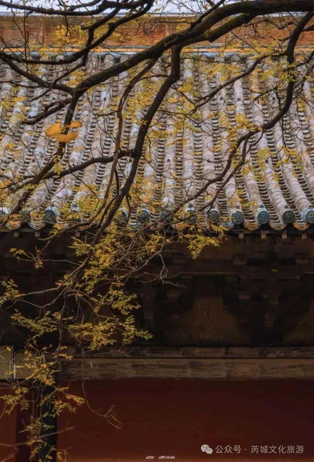 秋深景更美！运城最绚烂时刻到了！