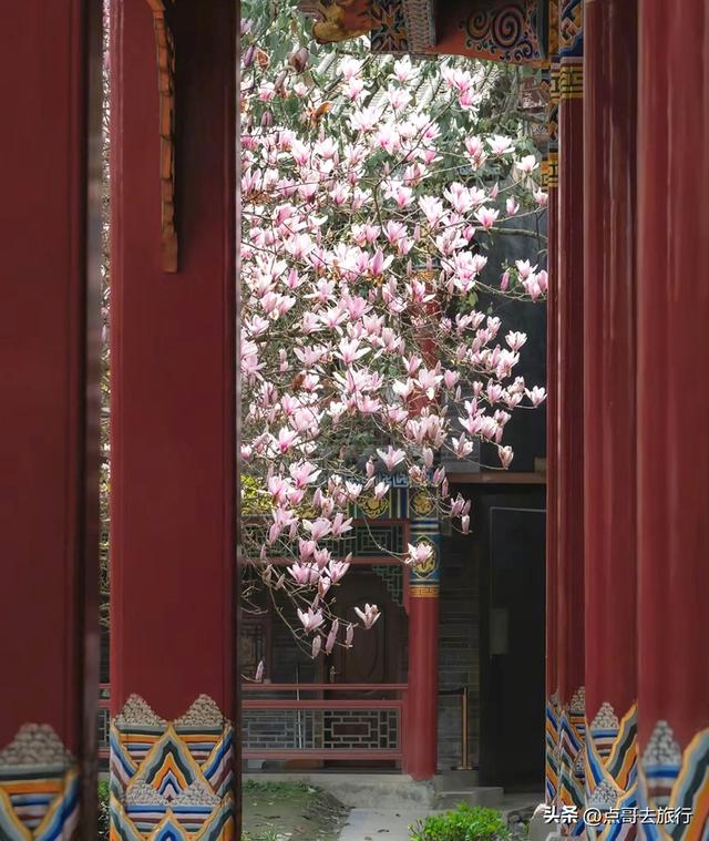 成都寺庙最美玉兰花开了，红墙青瓦，惊艳唯美，这3处不要门票！