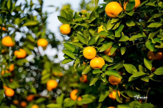 台州秋日｜穿越古城与仙境山水，采摘秋日蜜橘之旅