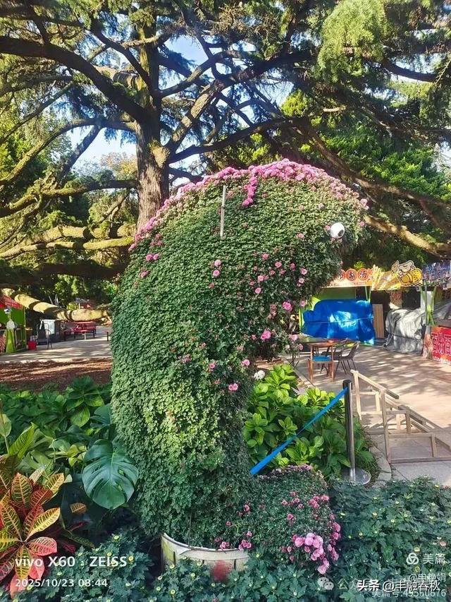 菊绽秋阳里，暗香绕中山｜申艳娟