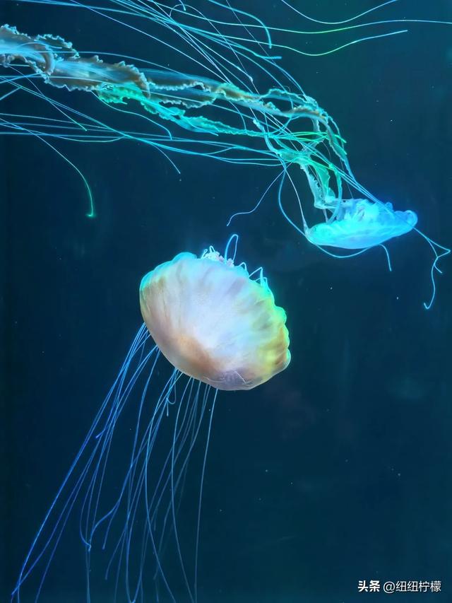 周末,带孩子到商场里的海洋世界玩一玩