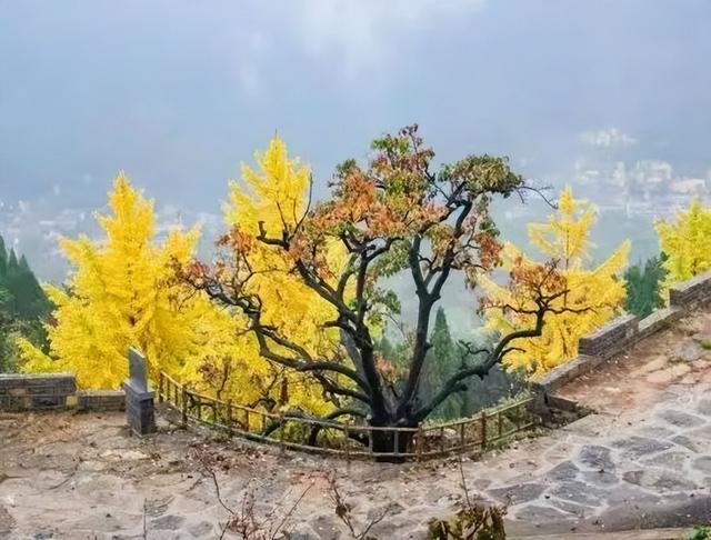 临沂此处天地一色，快来赴一场与金黄的约会吧！