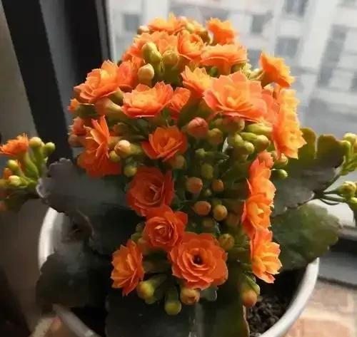 养花二十多年，吐槽好看难养、新手慎入的6大＂颜值杀手＂