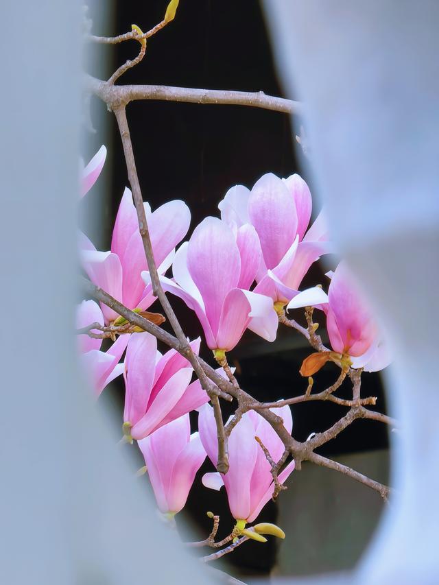 玉兰花开，网师园尽显中式浪漫