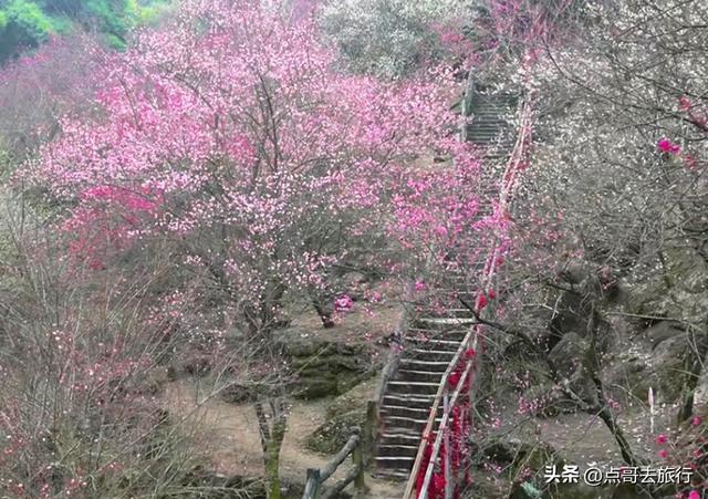 成都最大的山谷梅花开了，被称为蜀中第一赏梅胜地，却少人知道！