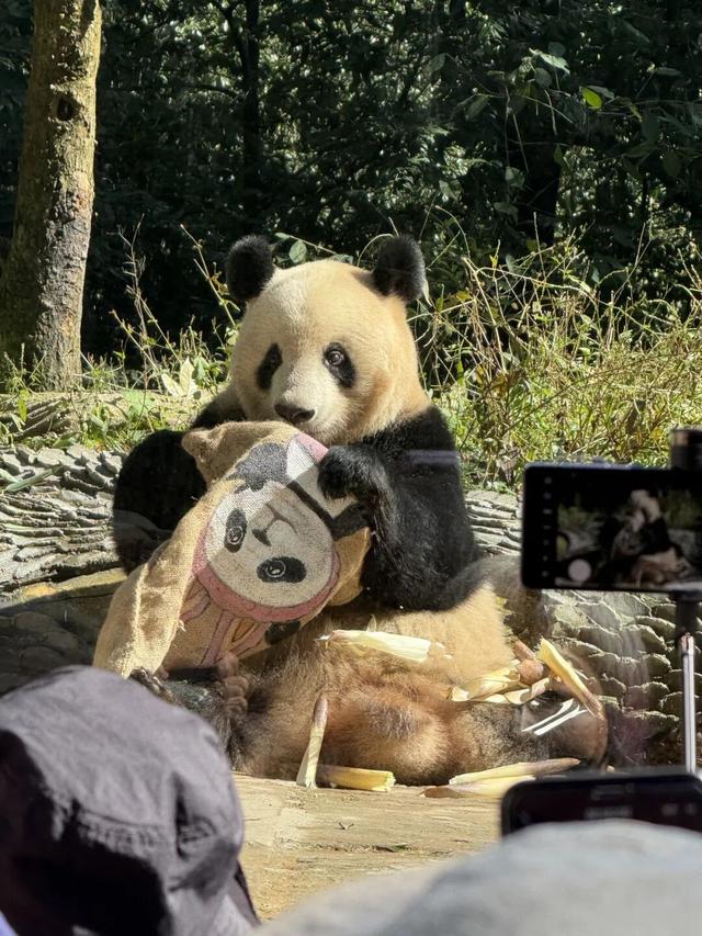 @全国中小学生：这个秋假，免门票畅玩碧峰峡！来与动物交朋友，打卡领熊猫奖牌啦！